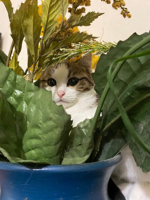 Mamma gatta e la coccola di mamma Foto 2